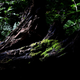 Illustration for article titled Walk in the woods